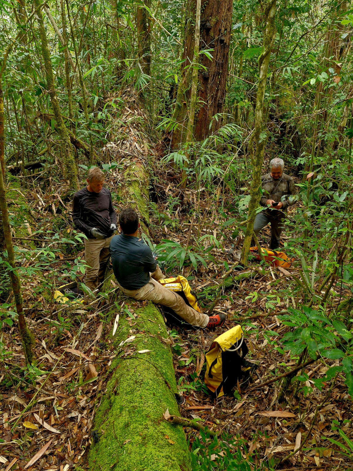 Avancer dans cette forêt, notre enfer vert, est une tâche complexe en raison du manque de visibilité.
