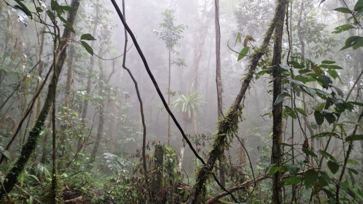 La brume plane au-dessus de la forêt