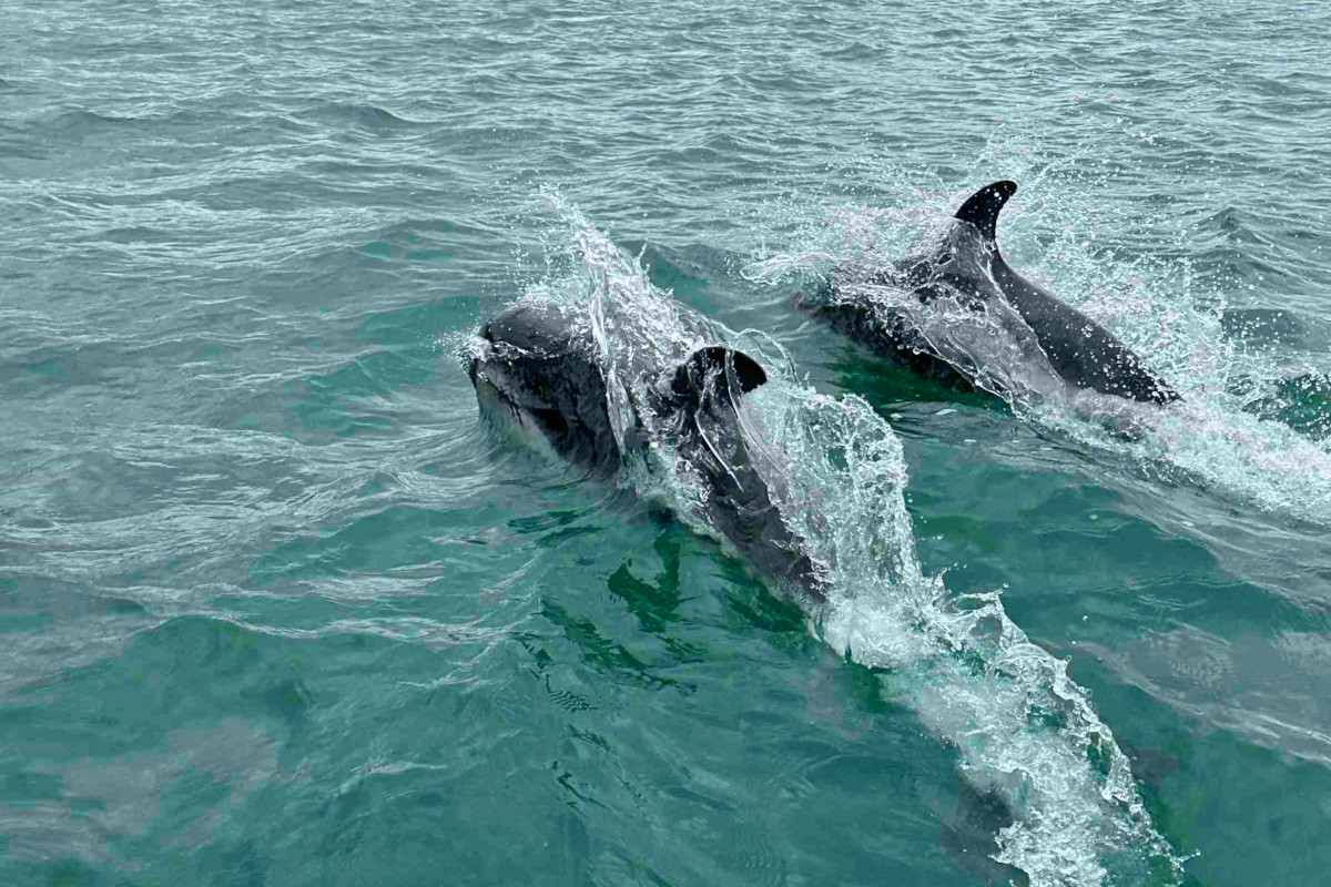Los delfines rodean el zodiac