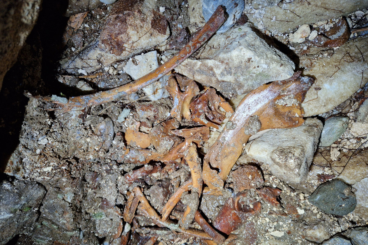 La Cueva Edén, llamada así en honor a la visita de los niños de Puerto Edén, presenta huesos de lobo de mar en una repisa interior. ¡Es una verdadera cueva-escuela en Madre de Dios!